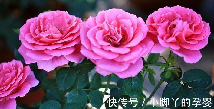 月季笋芽的分叉枝怎么修剪，三种方法，结果全然不同