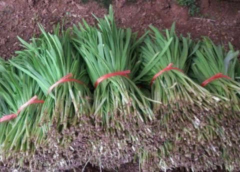 夜宵摊上的“它”，我国种植才够吃，在美国泛滥花高价清除，可惜