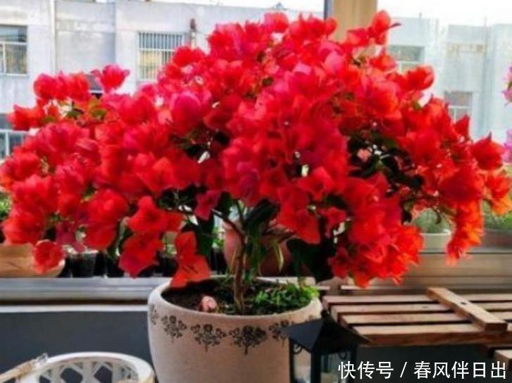 金弹子金弹子|居家就养此款花卉,开花大又香,开出一片花海