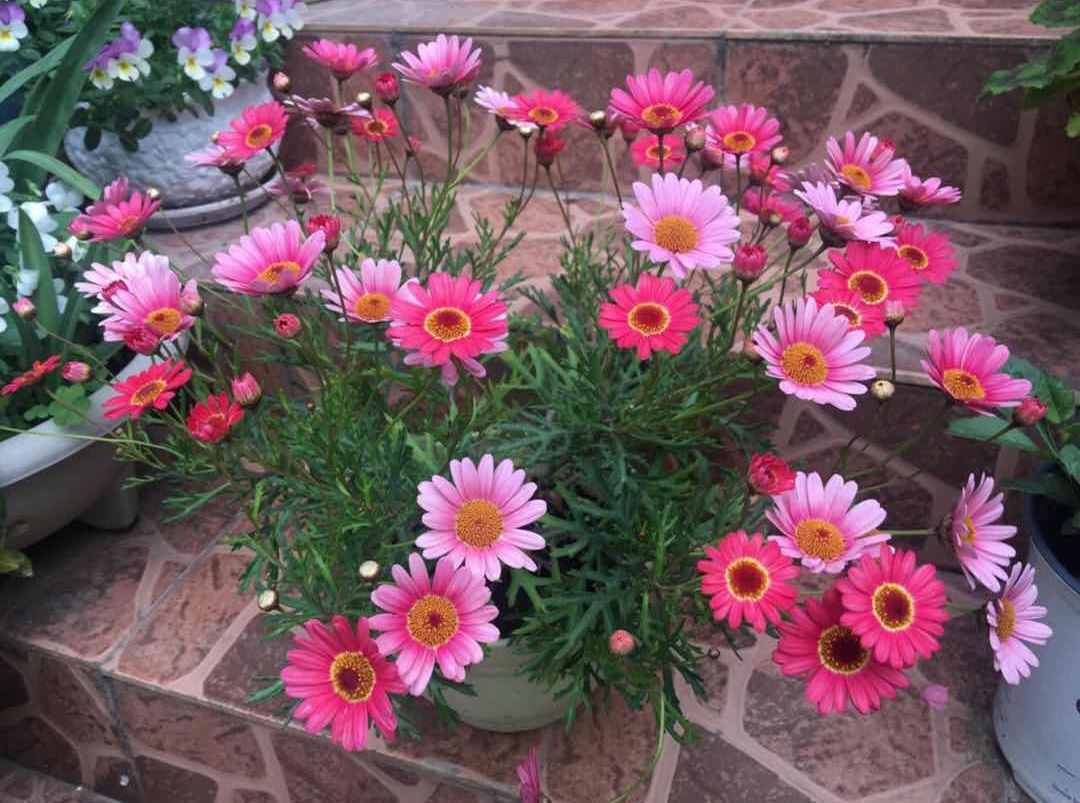 花超级多,还容易爆盆,全年开花,这种盆栽很适合养,你喜欢吗