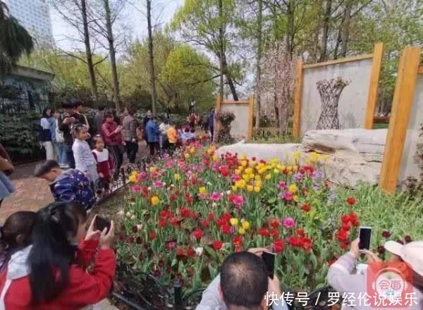 惊艳！郁金香花海、樱花雨，踏青赏花 来“这里”