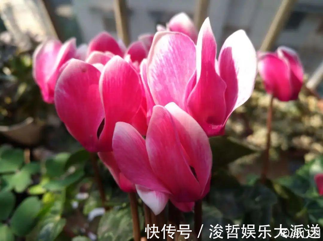 休眠期|家里有这7种花,少浇水、不能晒,天热要休眠!