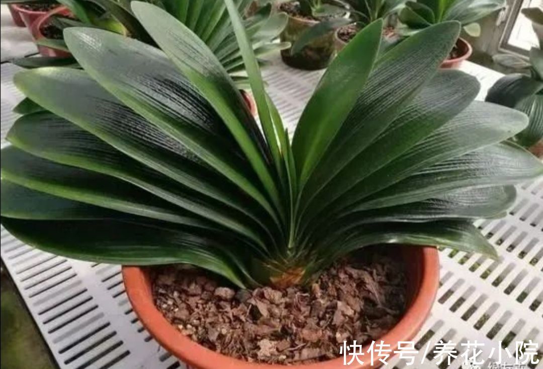 鲜艳|君子兰到了冬天,给它做好4件事,春天开花又大又鲜艳