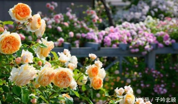 养花有3个“讲究”,执行到位,家里院子和露台“美如仙境”!