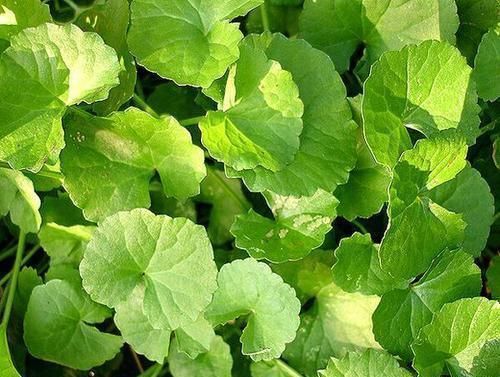 小花|若你在野外有幸遇见它们,请好好珍惜,药用价值极高,可遇不可求