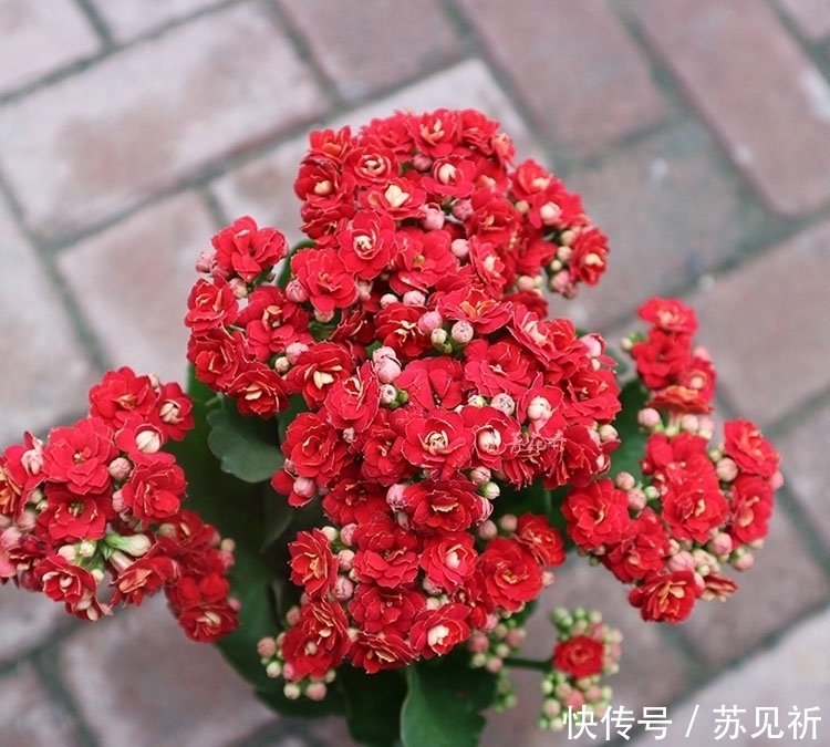 长寿花爱“吃酸”,添点“酸料”、倒点“酸水”,花朵艳丽又多姿