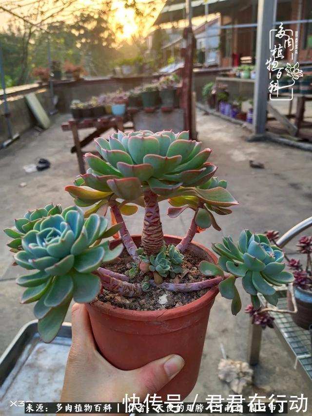 唯有植物,我的人生才不孤独!