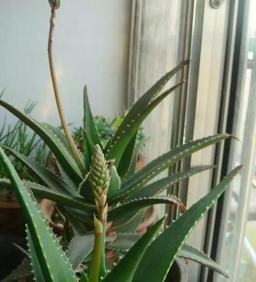 高溫|想要芦荟成老桩？知道这个妙招，叶片厚实肥美，几年就成树