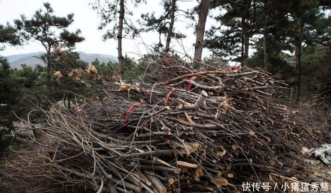 专家画1800元买了一捆“柴火”,运回家日夜鉴定,后价值5亿