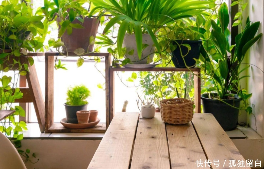 多菌灵水|刚买的花盆、旧盆不能直接拿来养花,这么处理后,盆栽植物无忧