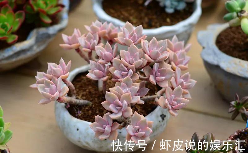 别担心,4款多肉室外养,冬季再冷也不怕,叶片肥厚鲜艳,很漂亮