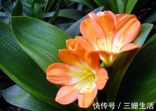 有机肥|家里养君子兰,教你1套万能浇水法,叶子绿出油,开花不夹箭