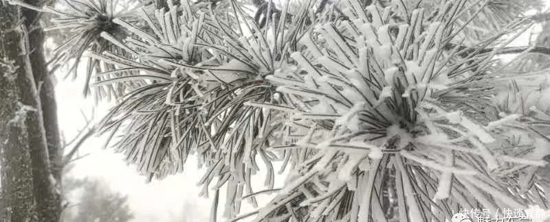 中年|难得一见的春日雪景,美到心醉!