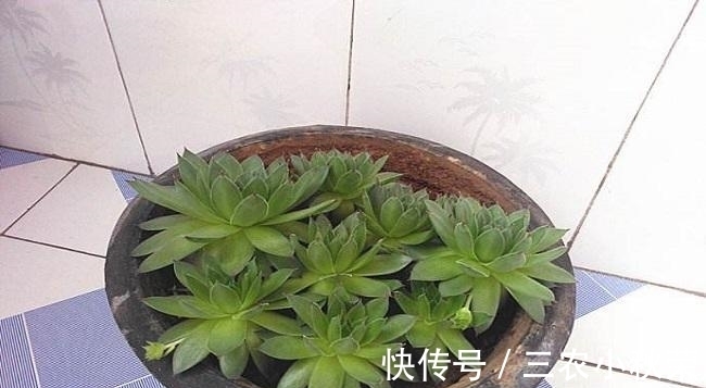 爆盆|多肉植物观音莲怎么养可以爆盆?