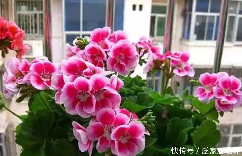 家庭养花,冬天不得不提的7个细节