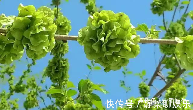 香椿|蒲公英、香椿、榆树钱、白蒿……一种野菜治一种病