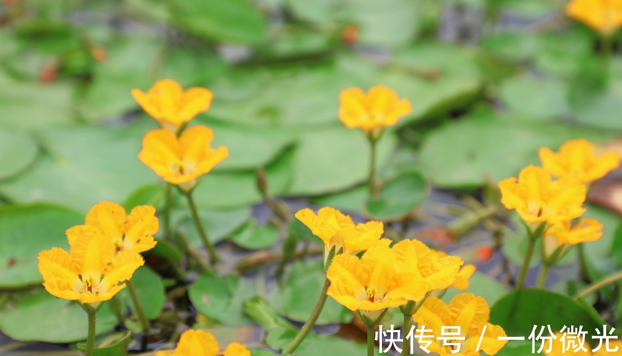 西周&《诗经》之谜终于破解!《周南召南》的来源与唯一性的历史地理