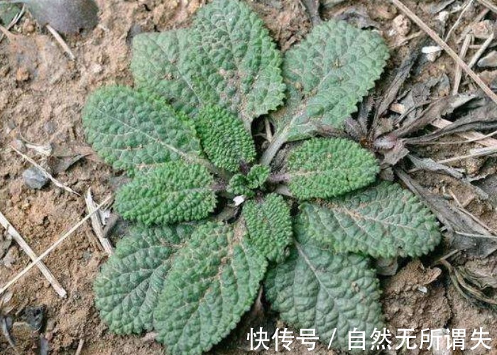 野草|农村野外常见的一种野草,叶子皱皱巴巴,却不知是名贵的七星草