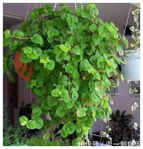 8种绿植,家里养一盆,废气吸光光,净化空气一级棒