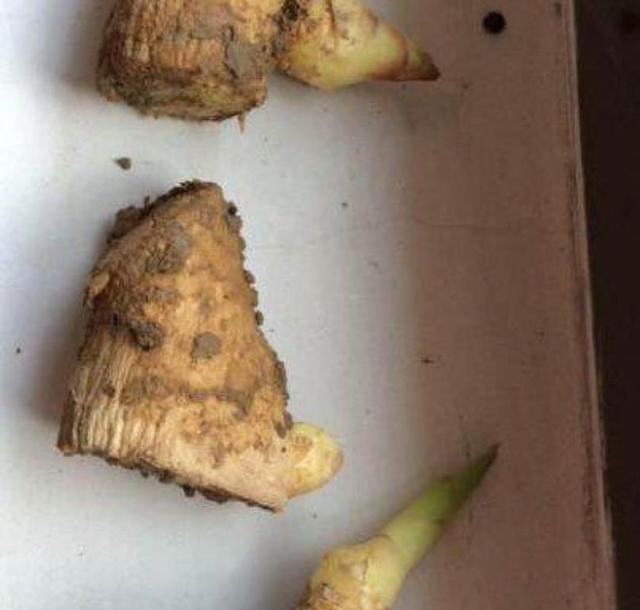 1块生姜放盆里，长出一片姜，只用了1个方法，2年都吃不完