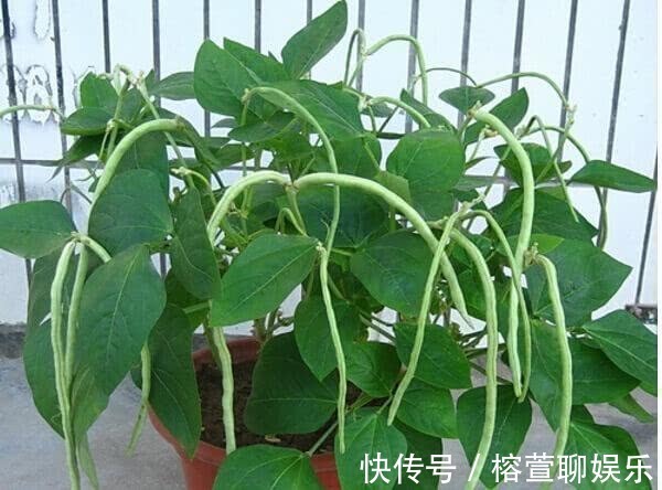桌吃|一结就一串串，2根可以炒一盘，一个花盆种出来，45天上桌吃