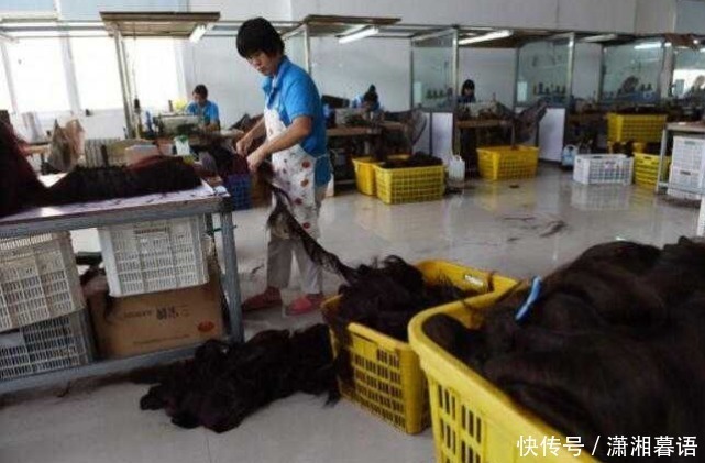 头发|头发卖掉后都会拿去干嘛?不仅是用来做假发,还有另外2个用处