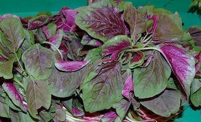 人称“长寿菜”,过去常用来喂猪,但含钙比菠菜高,看见别扔