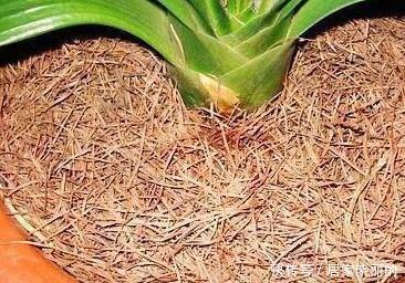 君子兰用这个土来养,根系肥壮,叶子又厚又亮,花开的越来越多