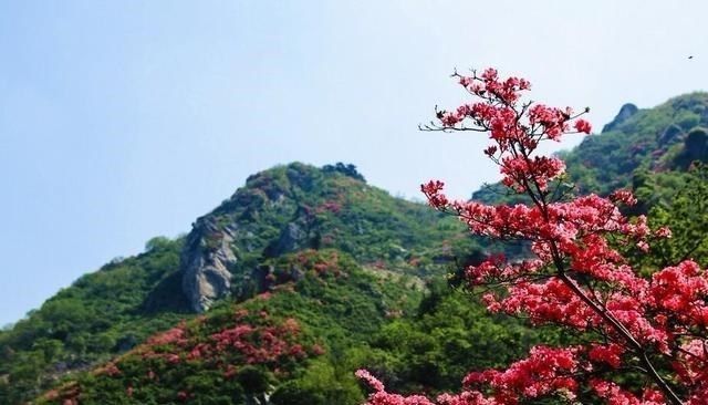 它是武汉的 赏花胜地 拍摄者的 天堂 适合现在前往 全网搜