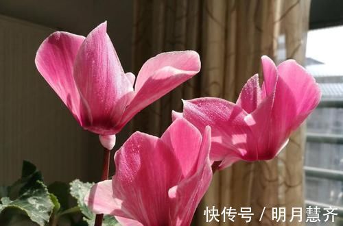 鸡蛋壳|这2样东西,丢了是垃圾,养花却是宝贝,家家户户都有