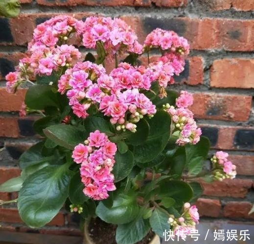 修剪|盆栽养殖长寿花，花谢就修剪、施肥，等一个月又能催花了