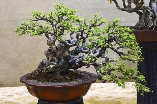 农村常见的榆树疙瘩，做成盆景，古朴苍劲，树姿潇洒