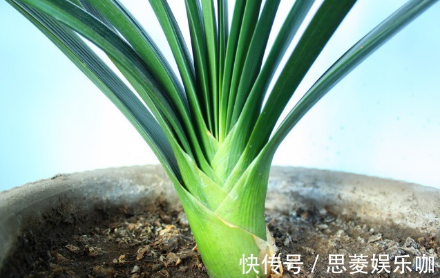 叶子|君子兰有3个症状,及时处理,否则花期不开花