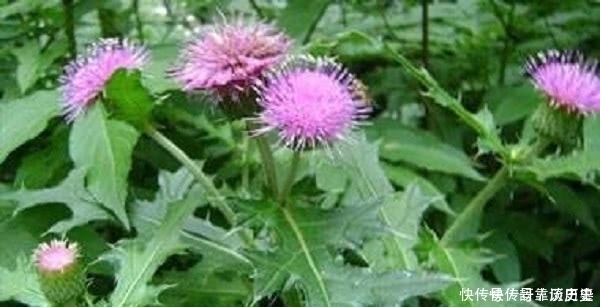 野菜|农村一种扎手的野草是天然“创可贴”,农民有点外伤就用它治疗