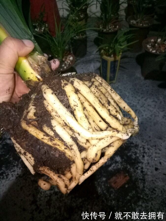 换盆的旧土别扔!加点“烂东西”,肥沃流油,养啥花旺啥花