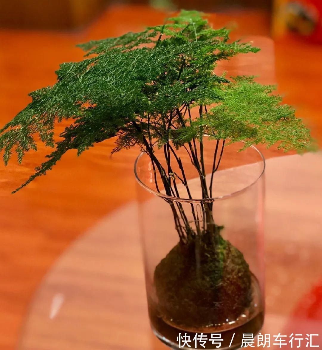 绿萝可以扔了,养盆“格调”花,颜值高还有气质