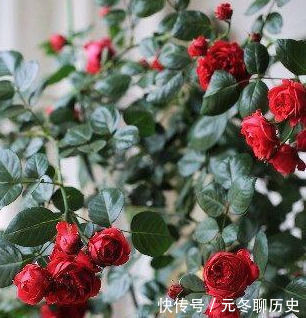 花香|此花漂亮,四季开花,花量巨大,好种植,香气四溢,一花香一阳台