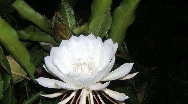 世界上最美的5种花,有1种极其少见,每一种都美到窒息