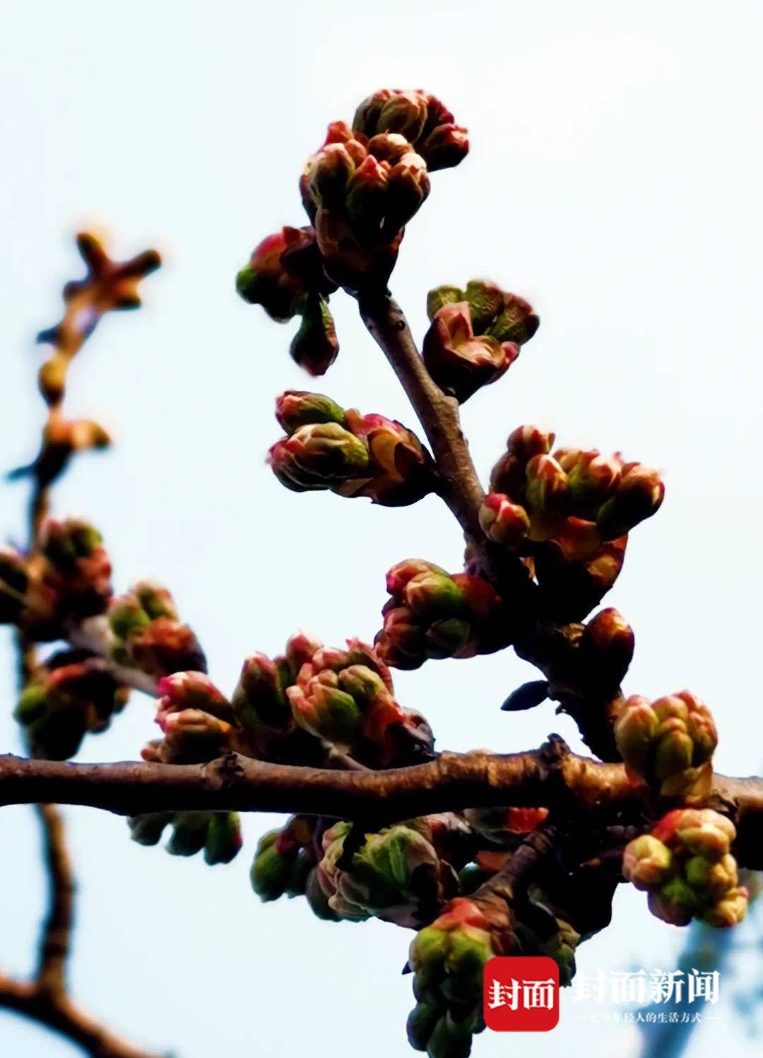 秦怡|嗅到春的气息 成都蒲江的万亩樱桃花正陆续开放