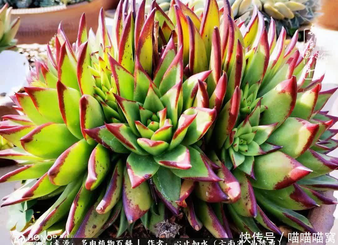 多肉|你是爱,是暖,是希望,你是人间四月天!