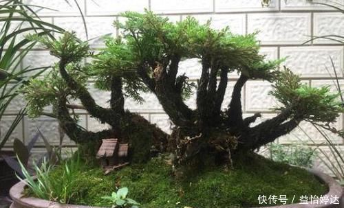 养卷柏无需花钱买幼苗,野外寻些带回家,这样处理制成漂亮盆景