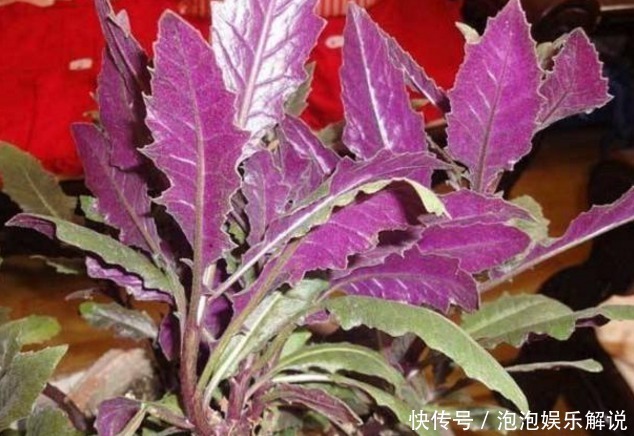 农村|农村这种野菜是天然补血菜,能吃又能观赏,在城里饭馆一般吃不到