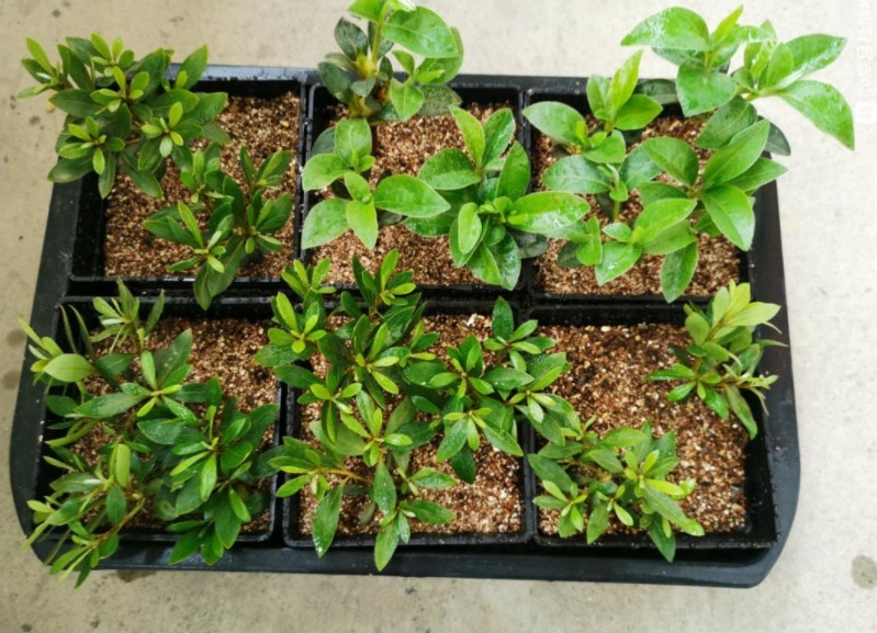 常备|养花常备1种肥就够了，毕竟所有的植物大多数时间都用得上