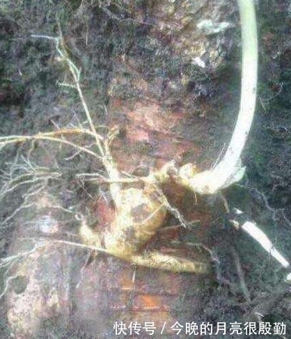 人参|这个人参“不正经”, 偏偏长在树根上, 挖参老人作了难