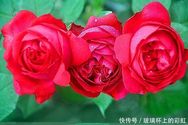 红色龙沙宝石月季花蕾打不开,这个原因很容易被花友忽视