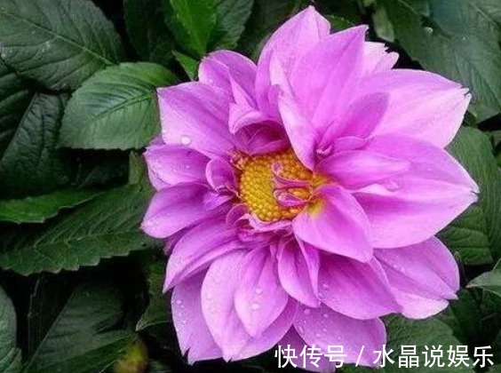 大丽花|大丽花不难养，记住2个“要点”，轻松爆盆，花大色艳“胜牡丹”