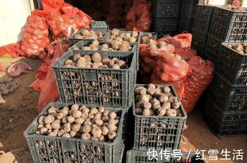 毒性|种植3千年，根茎毒性很大，却常用于做仿生肉，味道超赞