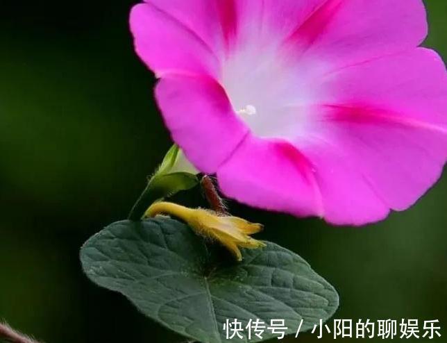 有个院子我只栽4种爬墙花,靠天吃饭就能开满一墙花