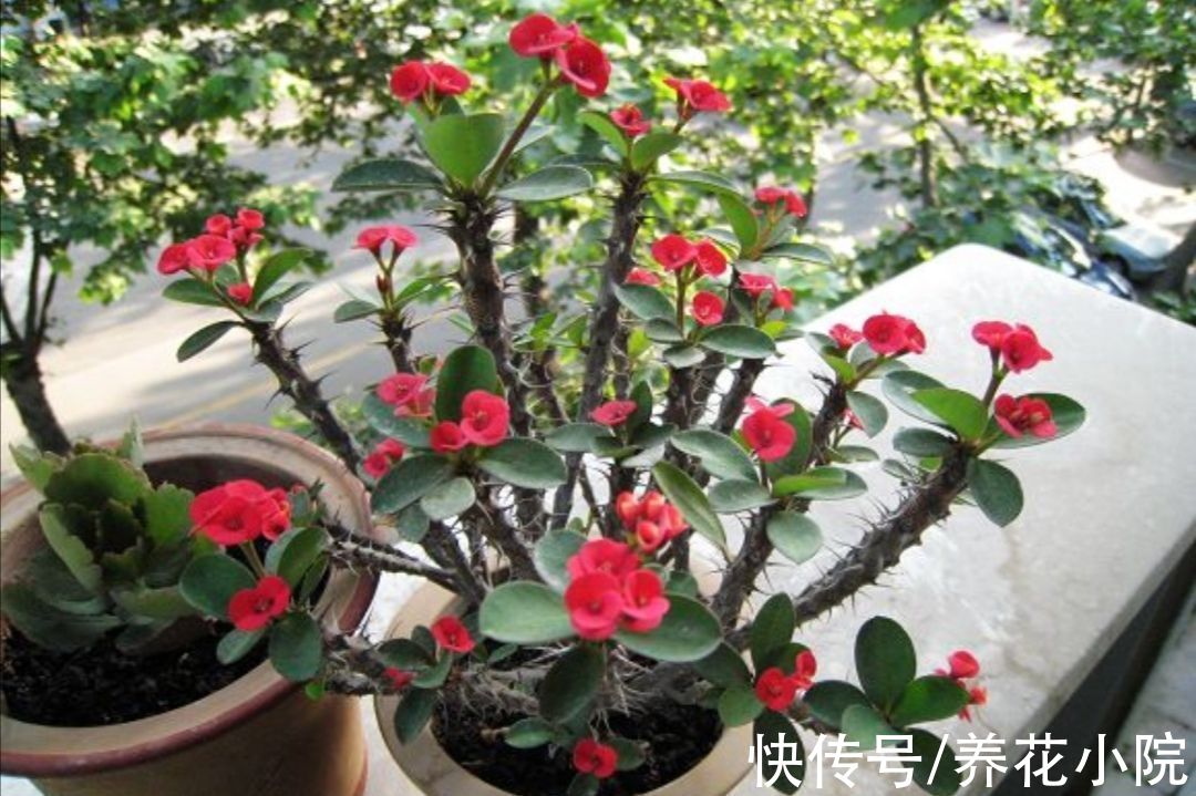 沙漠玫瑰|3种花，耐干旱又好养，一年开花好多次