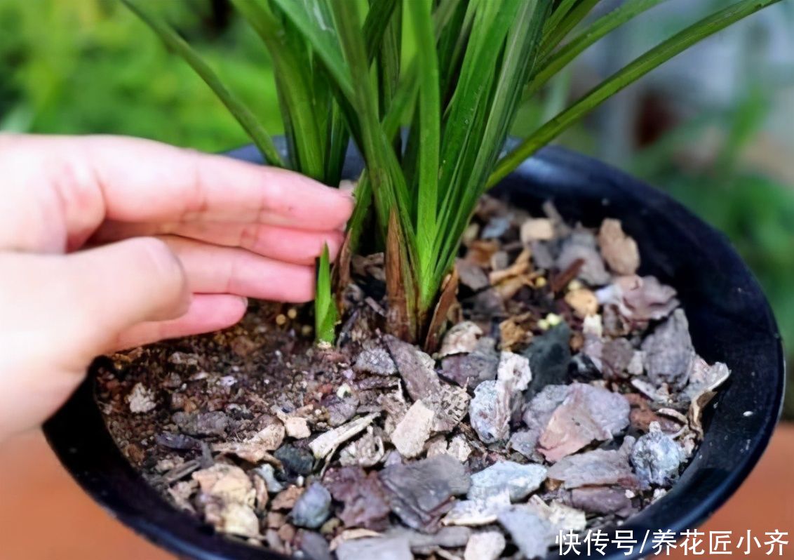 四月兰花发芽关键期,它有“四怕”,想要发芽快又壮,尽量不要做